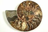 Cut & Polished, Agatized Ammonite Fossil - Madagascar #207434-5